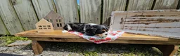 Cavalier King Charles Spaniel dogs for sale: Mildred - Ad 5