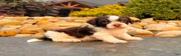 Havanese dogs for sale: Cooper - Ad 5