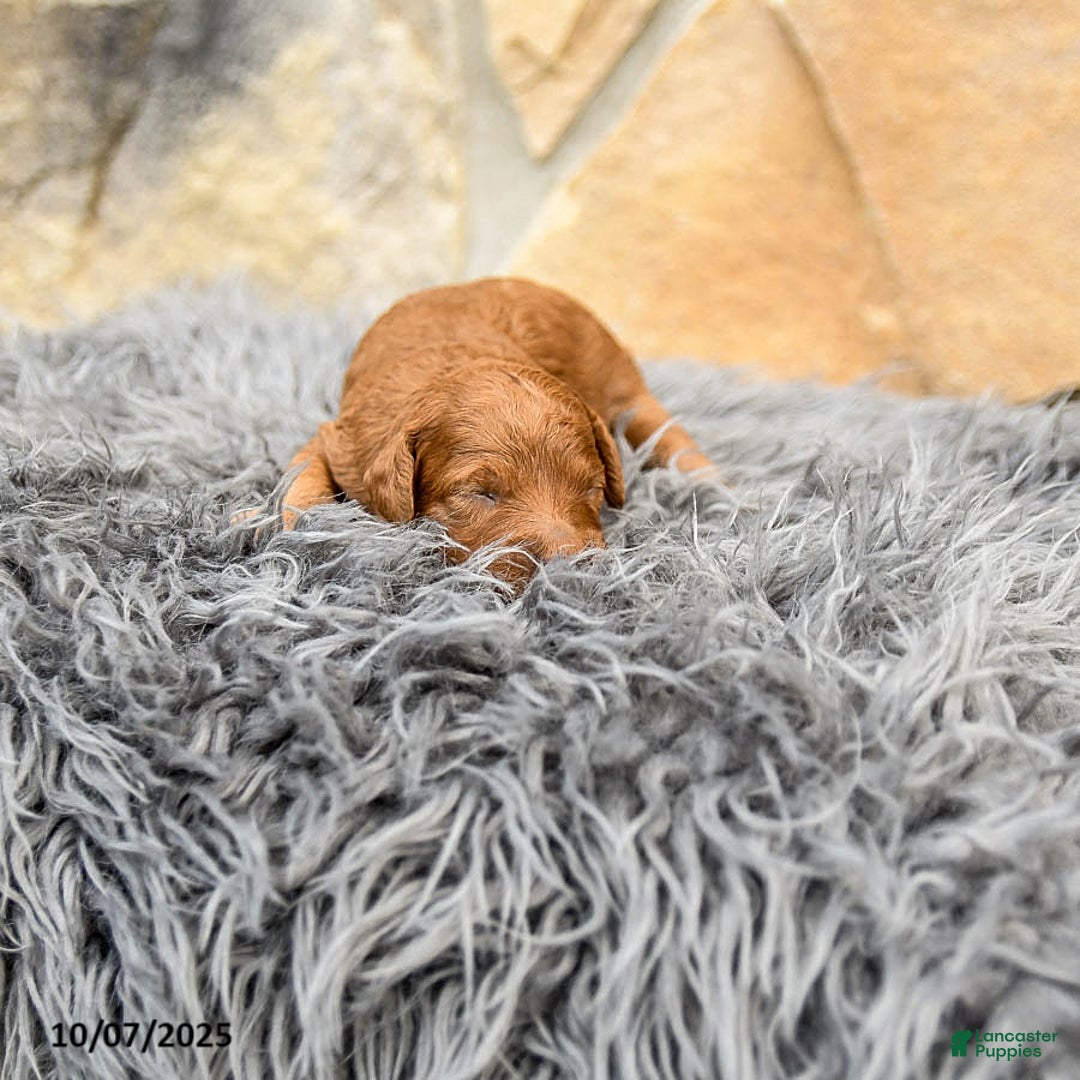 Mini Goldendoodle dogs for sale: Mocha - Image 4