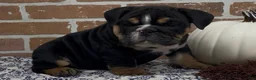 English Bulldog dogs for sale: Henry - Ad 5