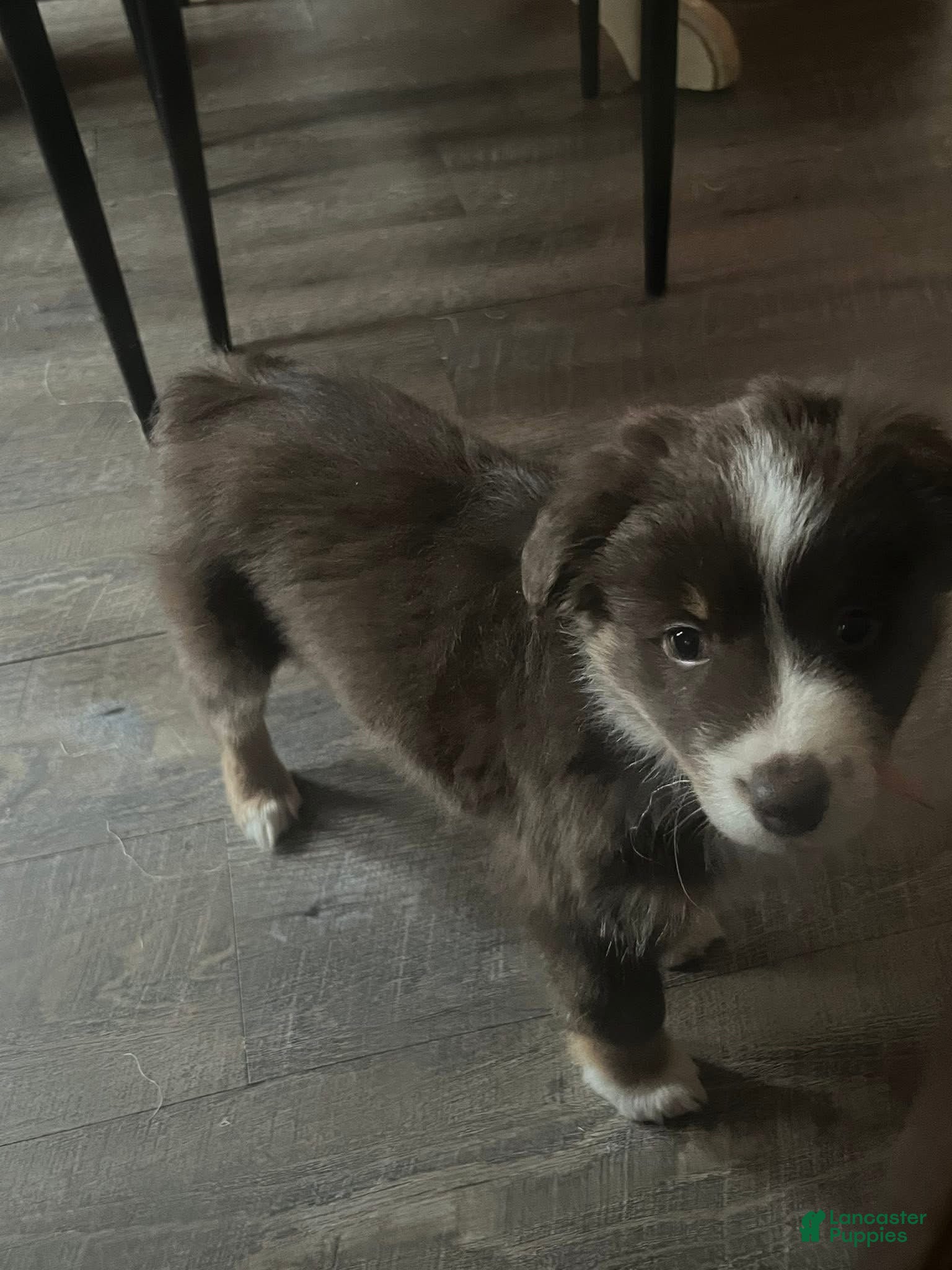 Australian Shepherd dogs Australian Shepherd Puppy 1 - Ad 37