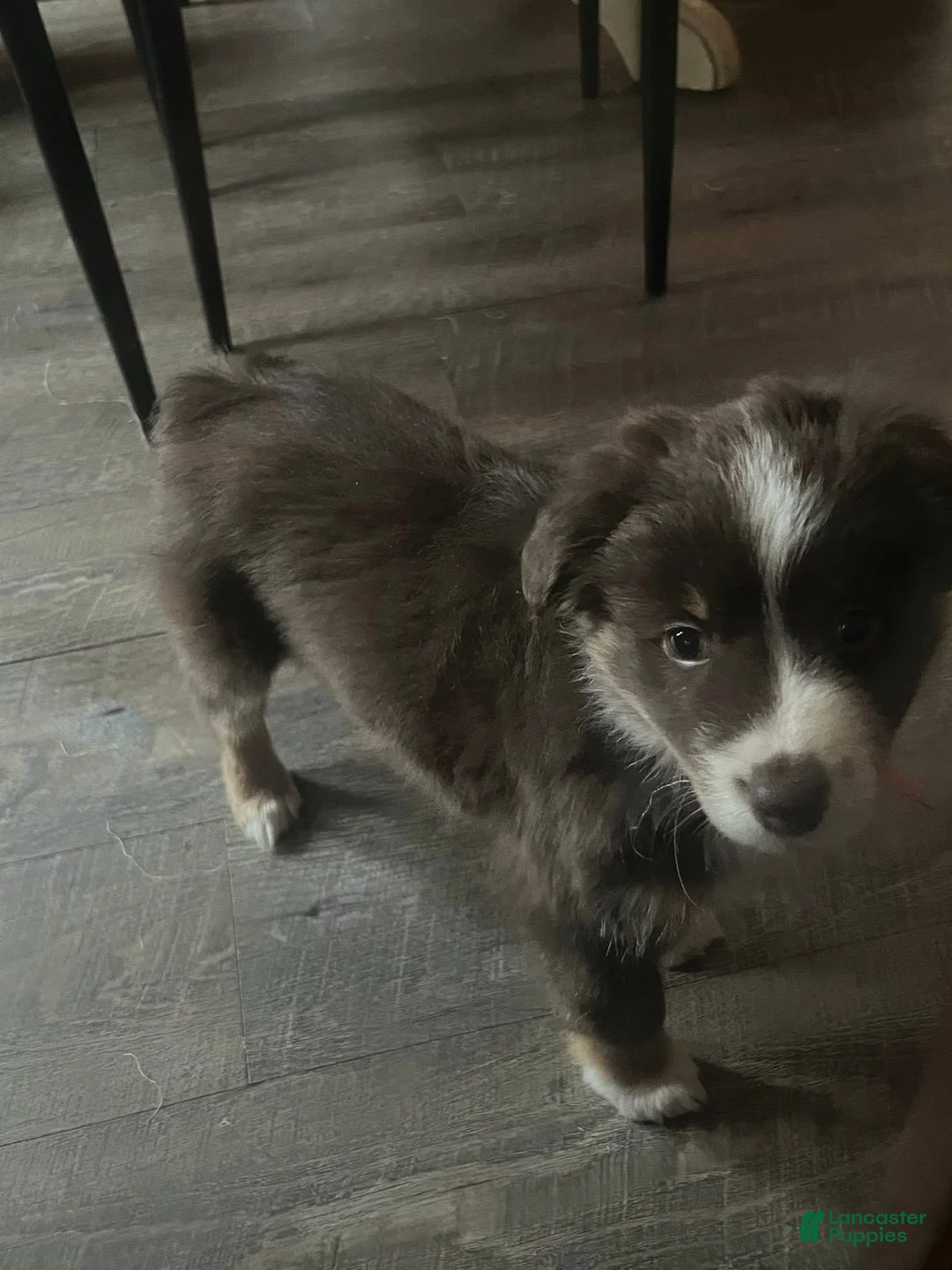Australian Shepherd dogs for sale: Australian Shepherd Puppy 1 - Ad 1