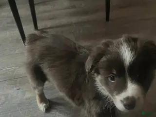 Australian Shepherd dogs Australian Shepherd Puppy 1 - Ad 37