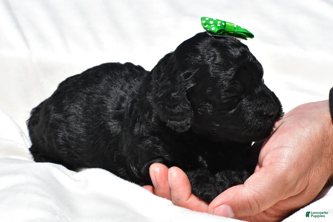 Mini Goldendoodle dogs for sale: Nikolaus - Ad 2