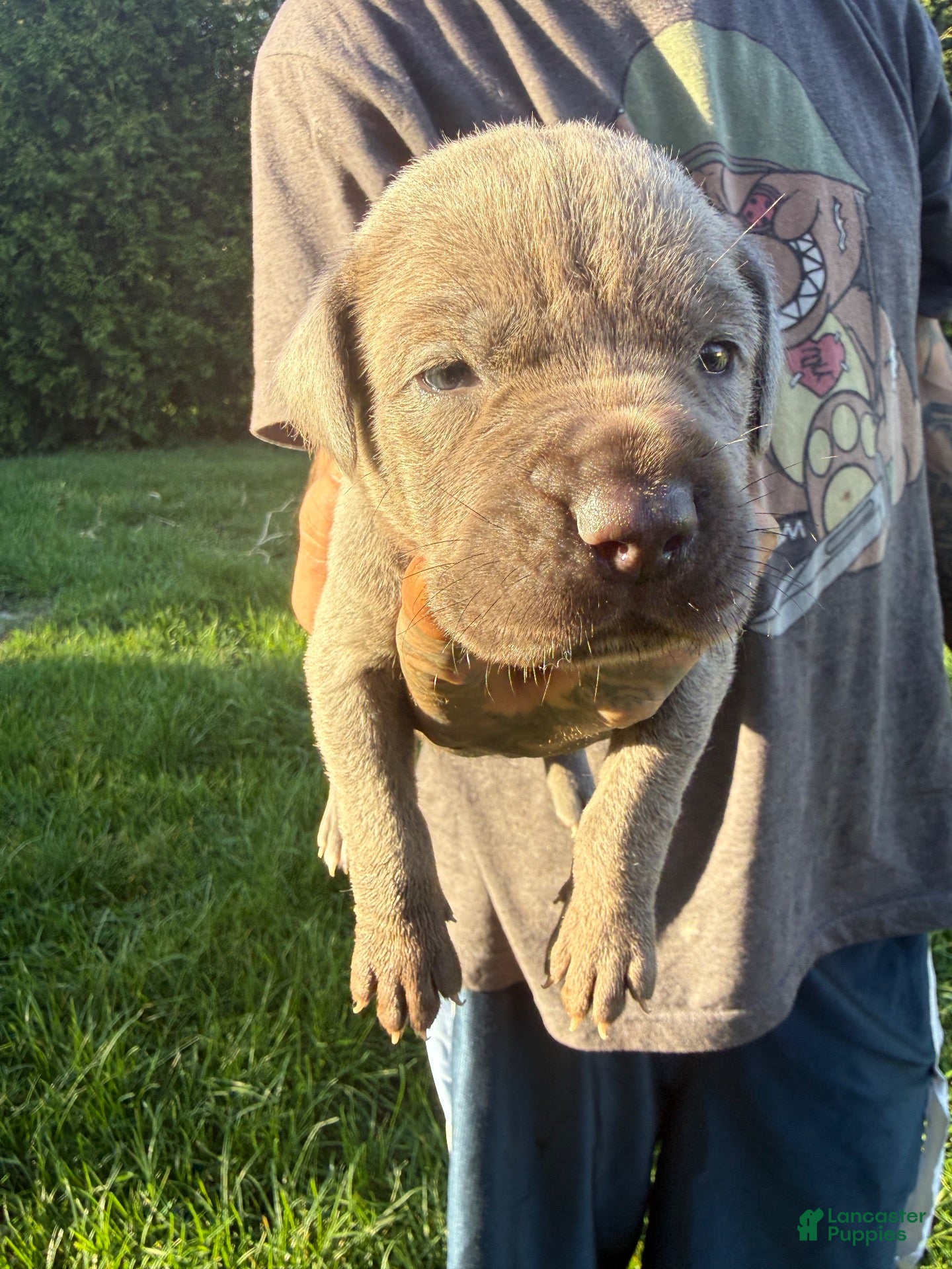 Cane Corso dogs for sale: Lily - Ad 7