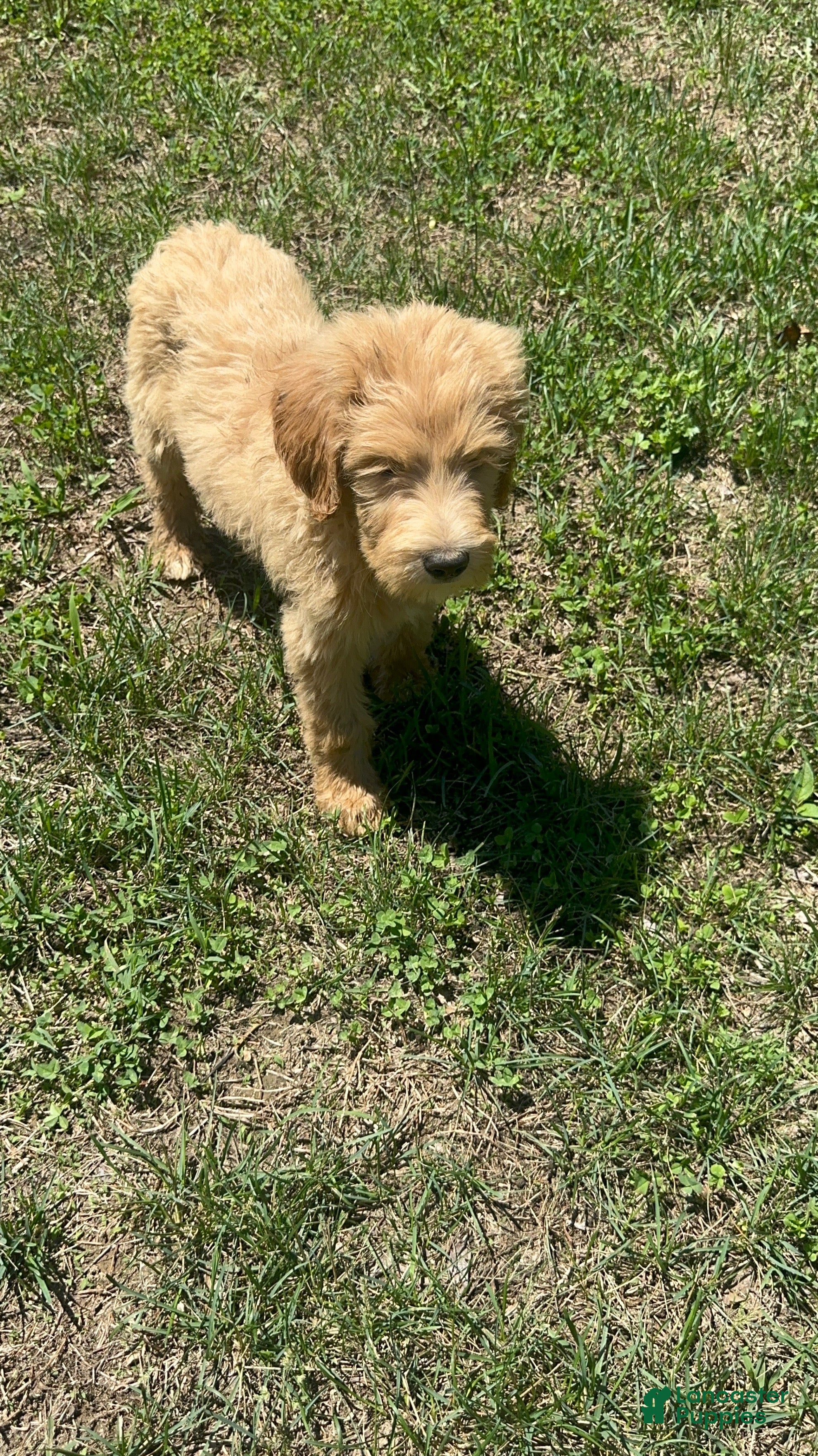 Goldendoodle dogs Kiwi - Ad 20