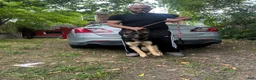 German Shepherd dogs for sale: German Shepherd 1 - Ad 3