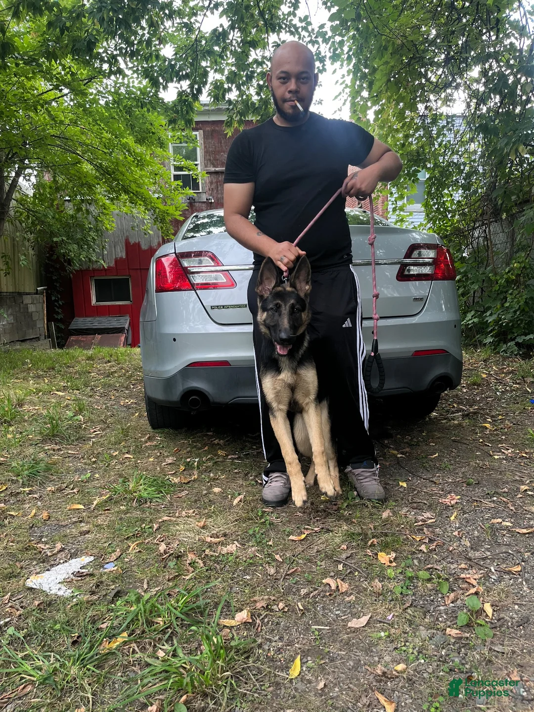 German Shepherd dogs for sale: German Shepherd 1 - Ad 3