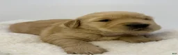 Golden Retriever dogs for sale: Girl 1 - Ad 3