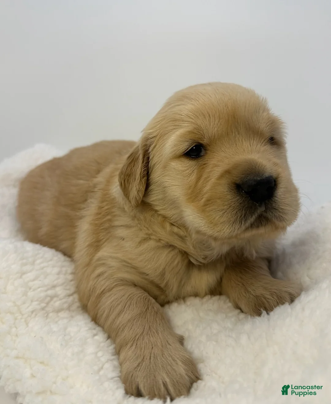 Golden Retriever dogs for sale: Girl 1 - Ad 3