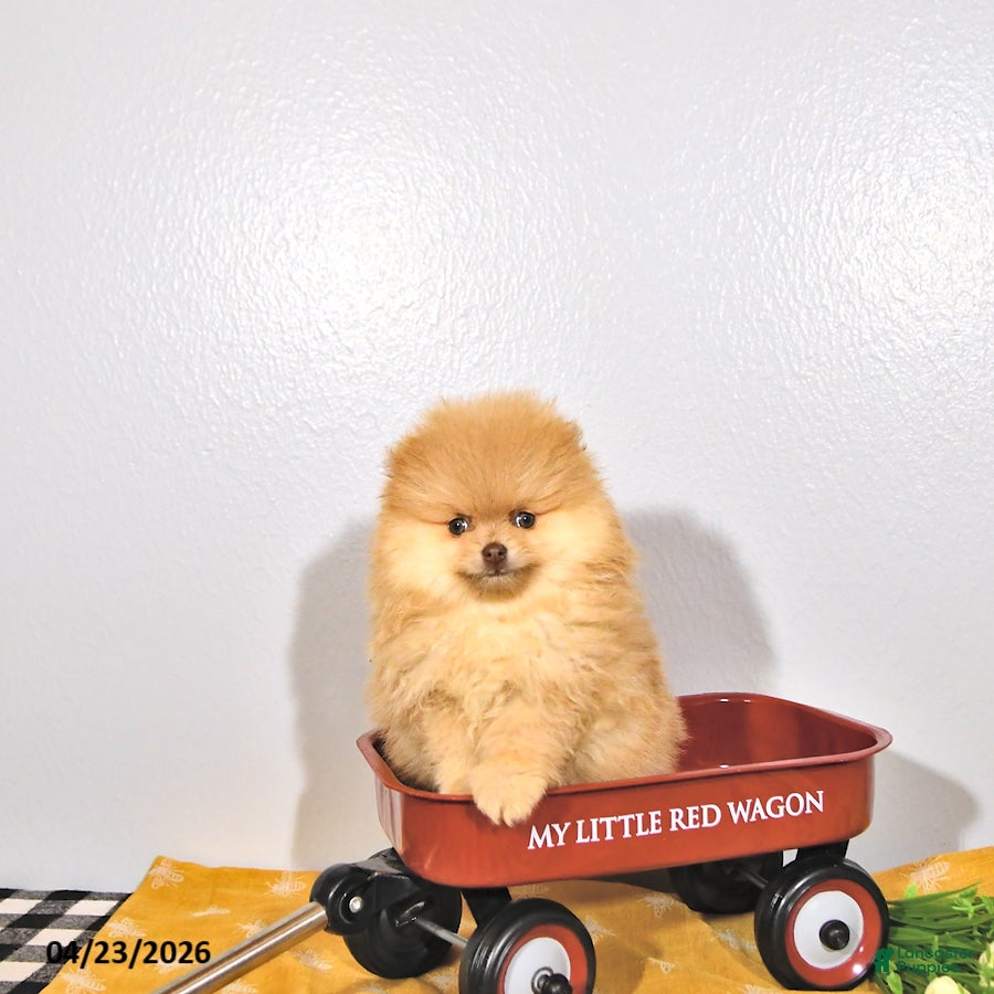 Pomeranian dogs Teddy - Ad 1