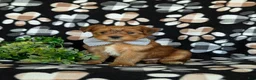 Shorkie dogs for sale: Ludlow Hypoallergenic - Ad 1