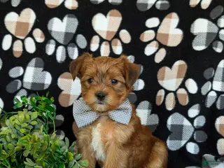 Shorkie dogs for sale: Ludlow Hypoallergenic - Ad 3