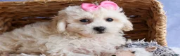 Bichpoo dogs for sale: NANCY - Ad 16