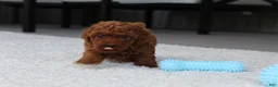 Toy Poodle dogs for sale: Anson - Ad 6