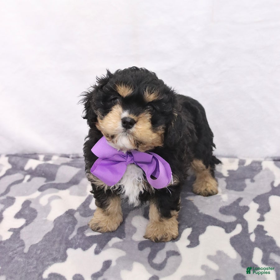 Cavapoo dogs Apollo - Ad 1