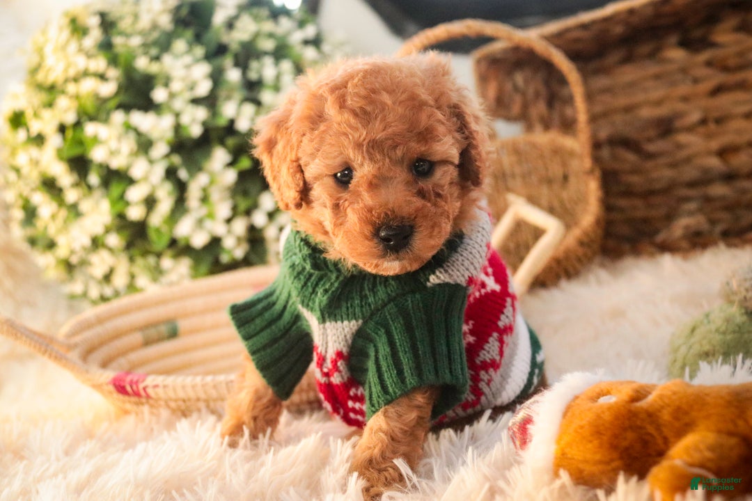 Miniature Poodle dogs for sale: Hudson - Ad 10
