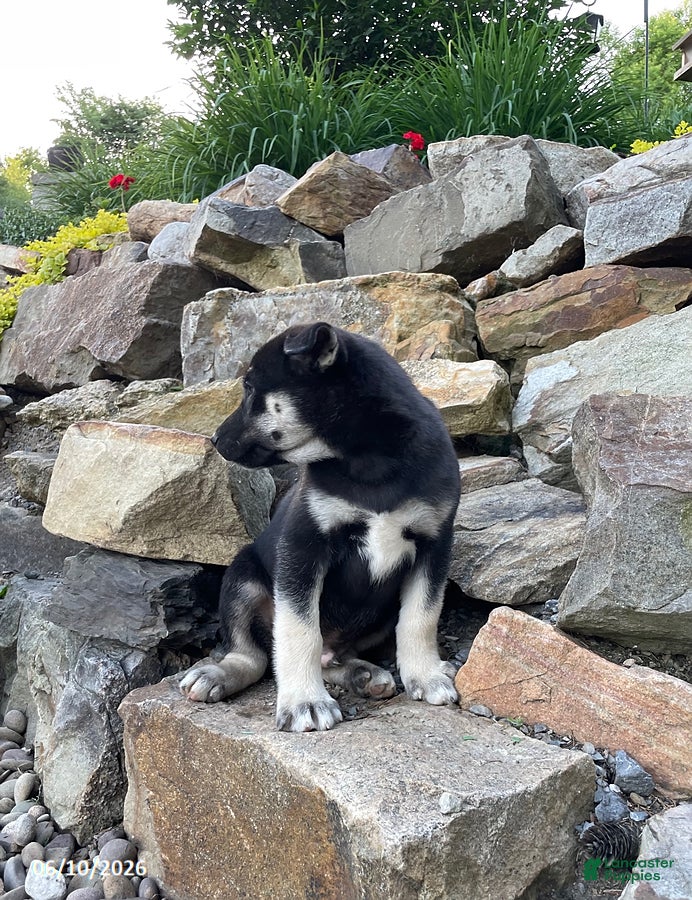 Pitsky dogs George - Ad 2