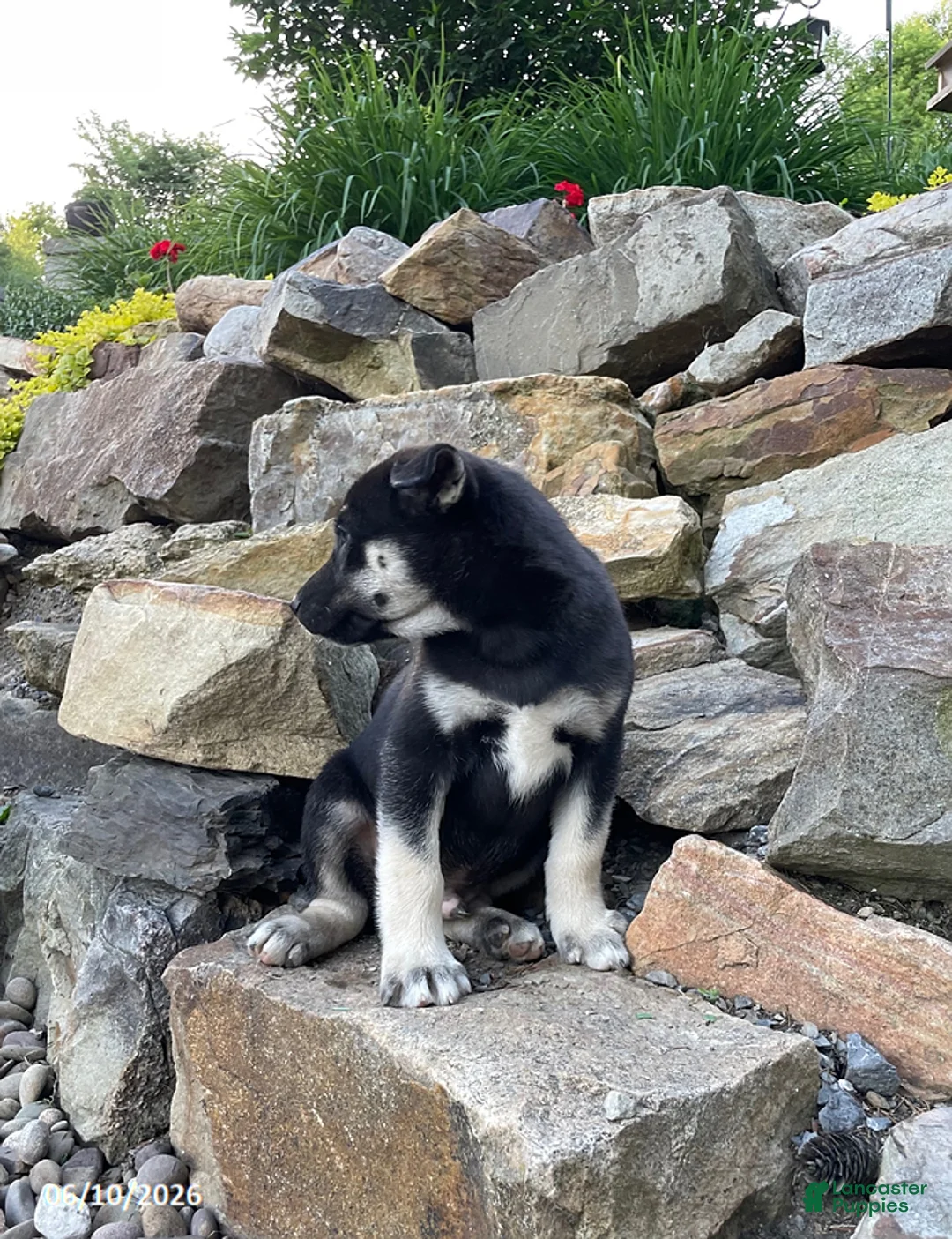 Pitsky dogs for sale: George - Ad 2