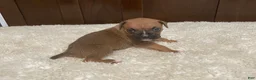 Boxer dogs for sale: Colt - Ad 24