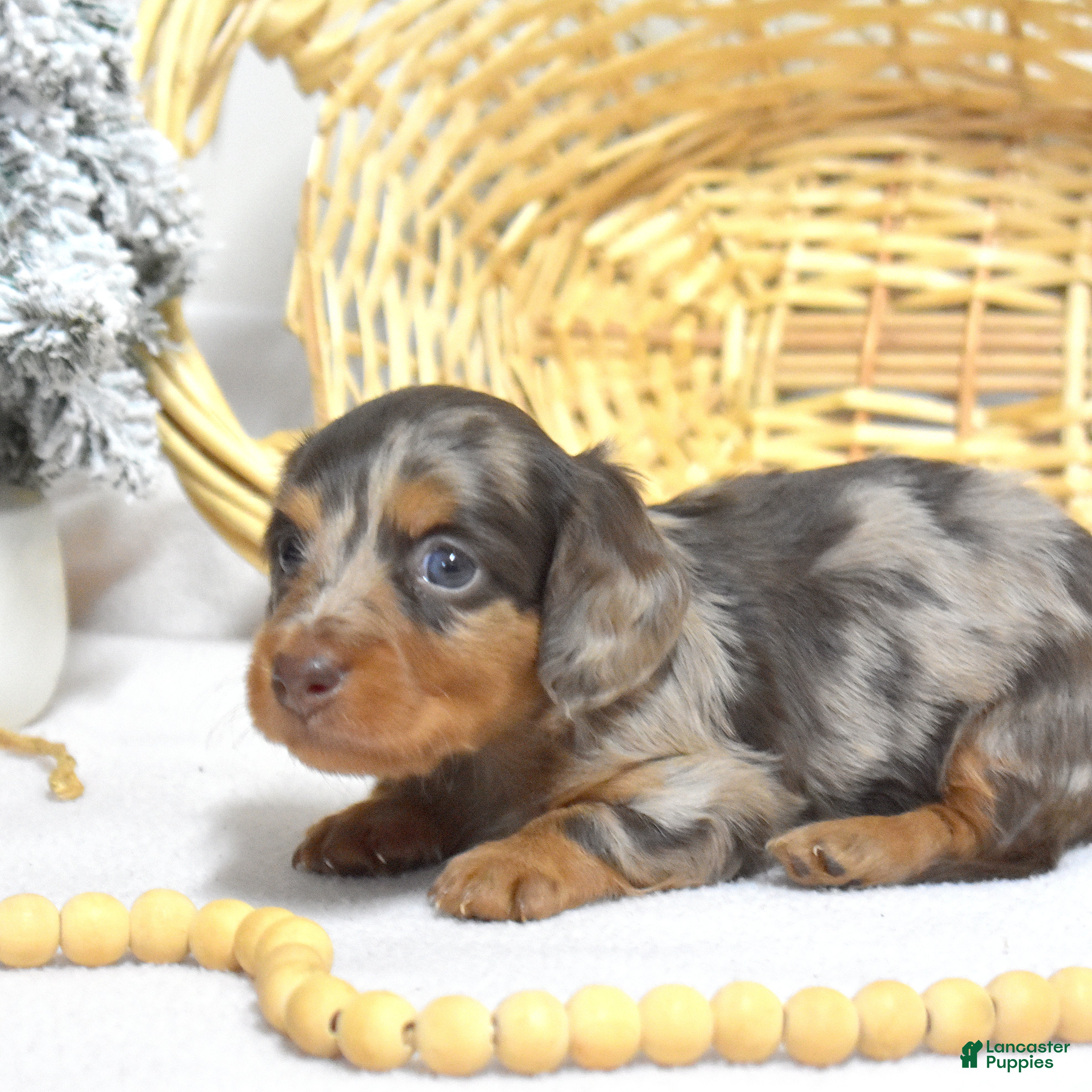 Miniature Dachshund dogs Latte - Ad 24
