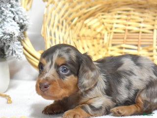 Miniature Dachshund dogs Latte - Ad 24