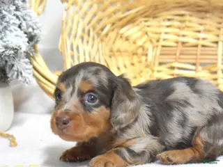 Miniature Dachshund dogs Latte - Ad 35