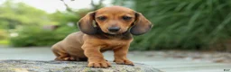 Miniature Dachshund dogs for sale: Sabrina 💝 - Ad 5