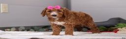 Standard Poodle dogs for sale: Brianna - Ad 8