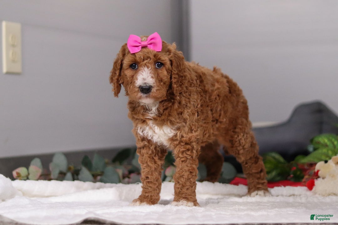 Standard Poodle dogs for sale: Brianna - Ad 8