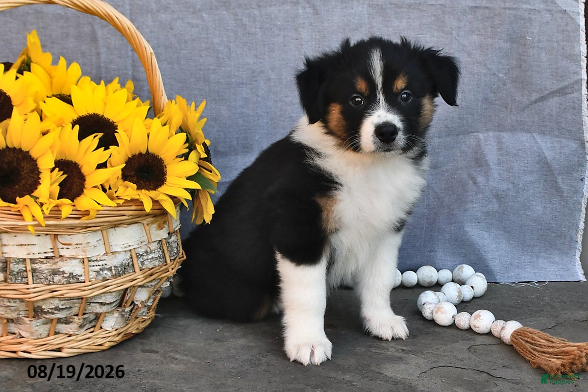 Australian Shepherd dogs Tim - Ad 2
