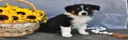 Australian Shepherd dogs for sale: Tim - Ad 2