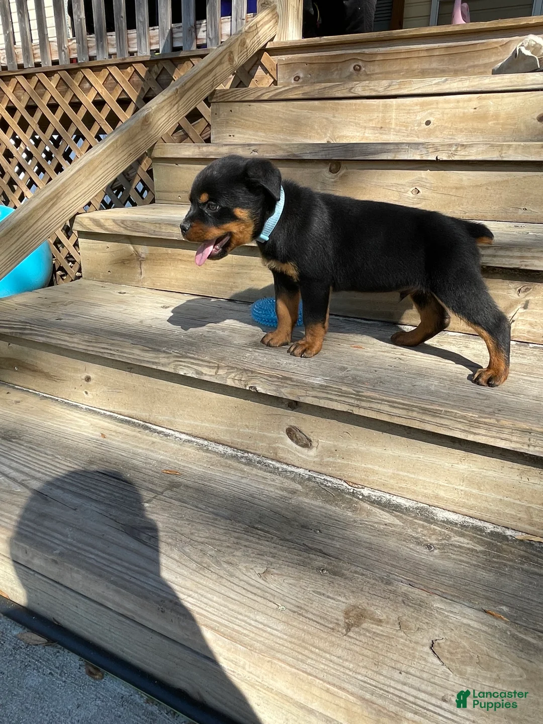 Rottweiler dogs for sale: Rottweiler Puppy 1 - Ad 4