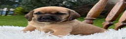 Puggle dogs for sale: Piper - Ad 9