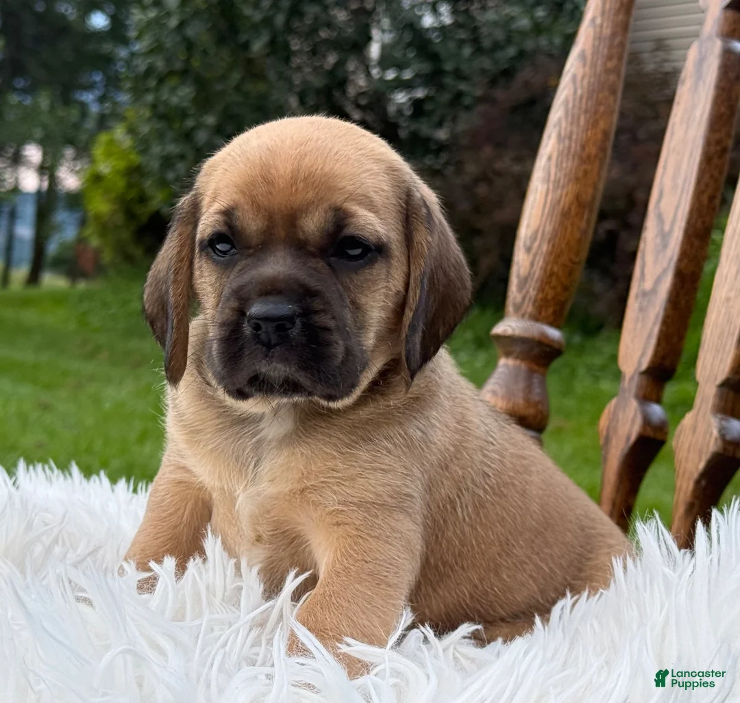 Puggle dogs for sale: Piper - Ad 9