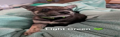 Light Green collar 