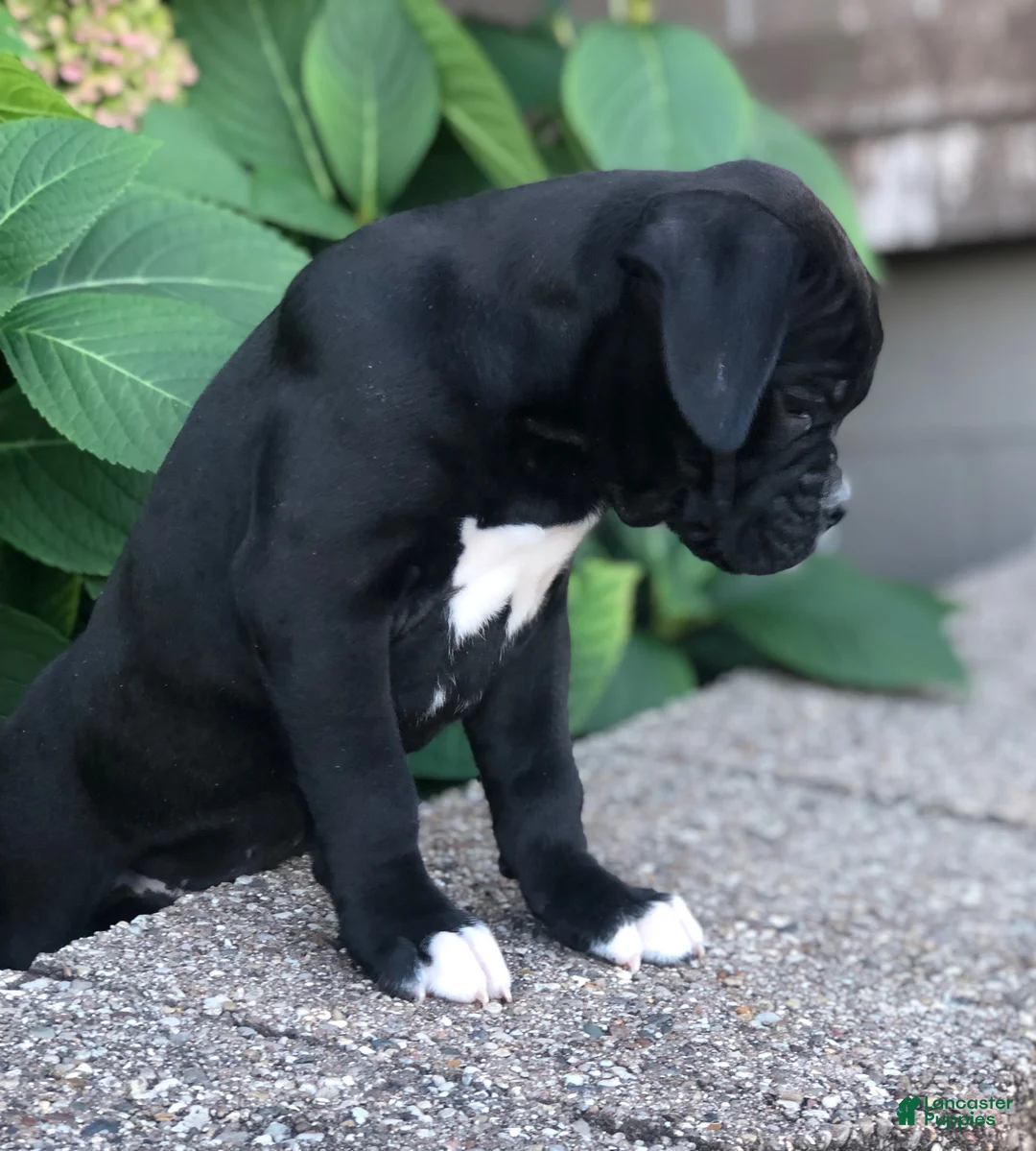 Boxer dogs for sale: Asher - Ad 2