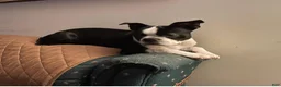 Boston Terrier dogs for sale: SALE PENDING - Ad 7