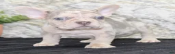 French Bulldog dogs for sale: Maxx - Ad 5