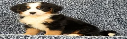 Bernese Mountain Dog dogs for sale: Chase - Ad 5