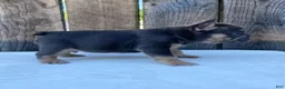 French Bulldog dogs for sale: Dexter - Ad 3