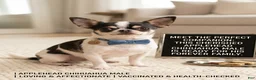 Chihuahua dogs for sale: Chihuahua 1 - Ad 8