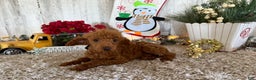 Toy Poodle dogs for sale: Popper - Ad 2