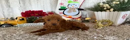 Toy Poodle dogs for sale: Polly - Ad 19