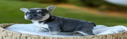 French Bulldog dogs for sale: Denver - Blue & Tan - Ad 5