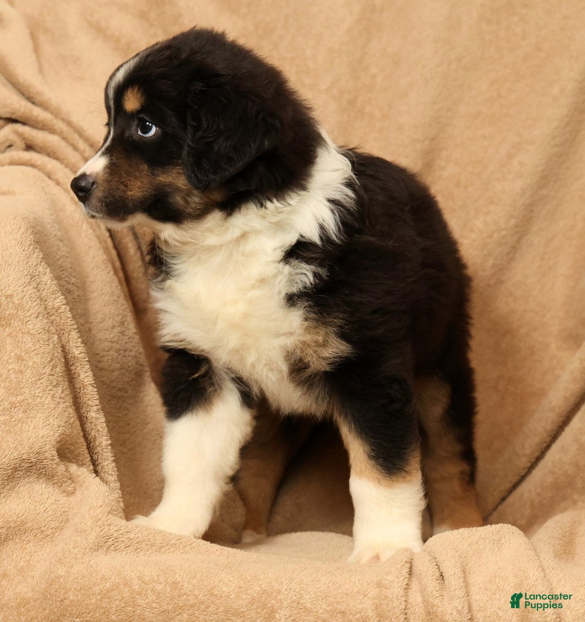 Miniature Australian Shepherd dogs Jasmine - Ad 2