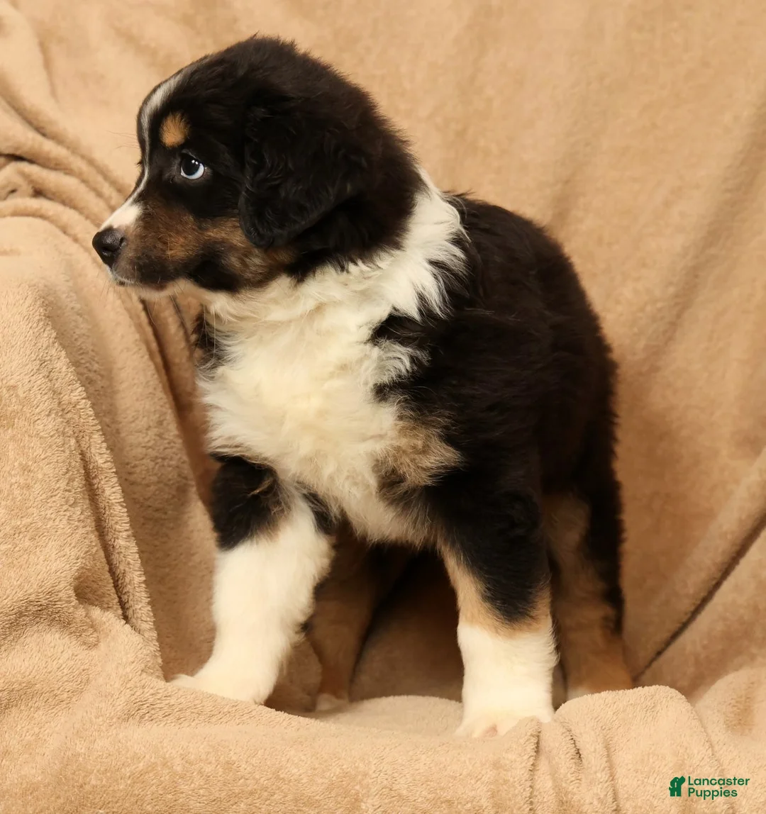 Miniature Australian Shepherd dogs for sale: Jasmine - Ad 2