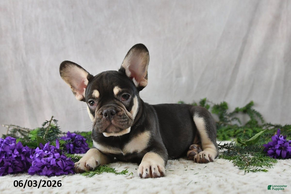 French Bulldog dogs Harley - Ad 2