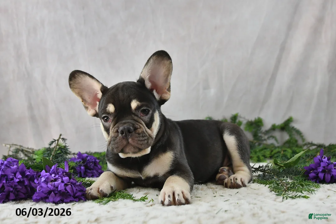 French Bulldog dogs for sale: Harley - Ad 2
