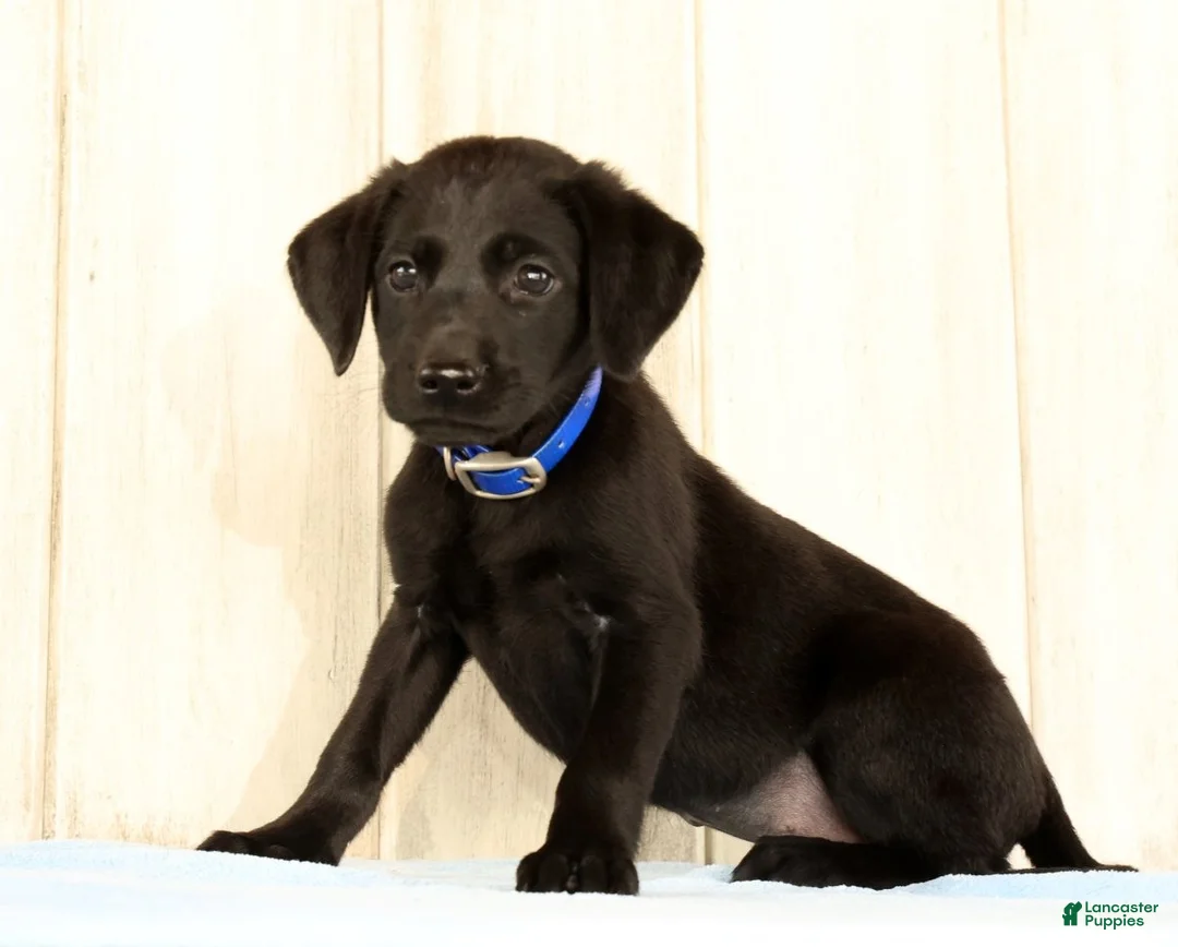Labrador Retriever dogs for sale: Brinly - Ad 1